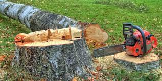 Best Tree Risk Assessment  in Bristol, TN